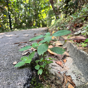 Chill in Nature’s Embrace
