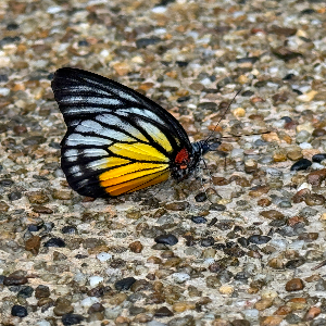 Kindness in Heart Shaped Wings of Butterfly.