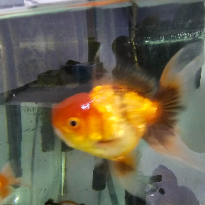 Life as a Fish