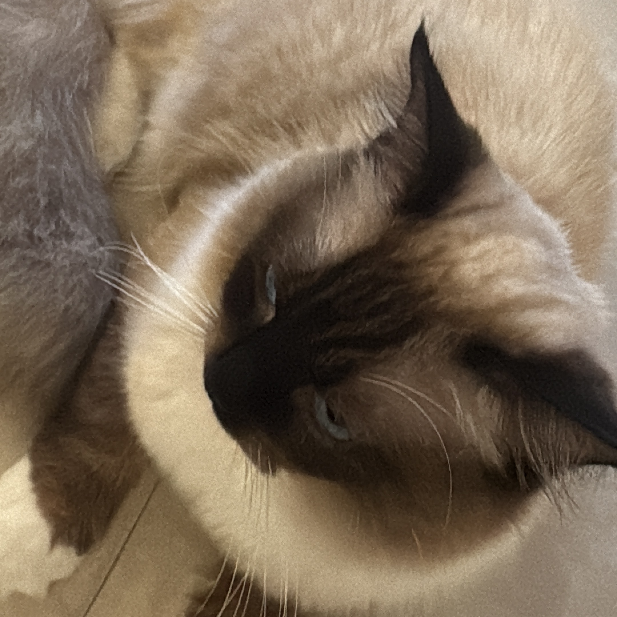 Furry companion