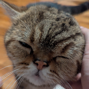 With my favorite feline