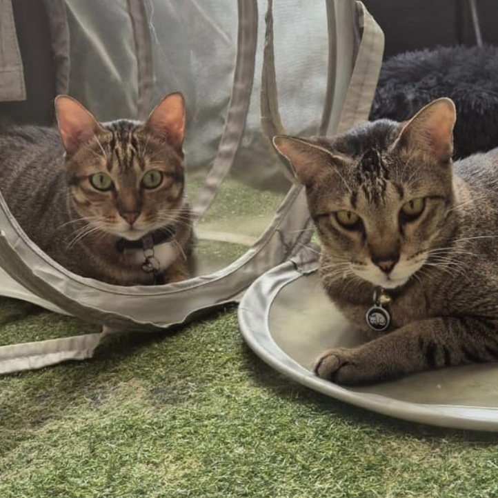 Alike in heart, unique in paws