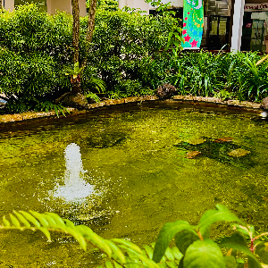 A Peaceful Pond