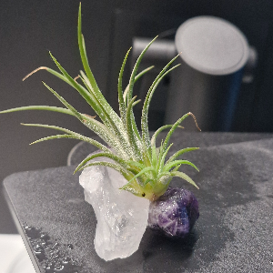 Misting Air Plant