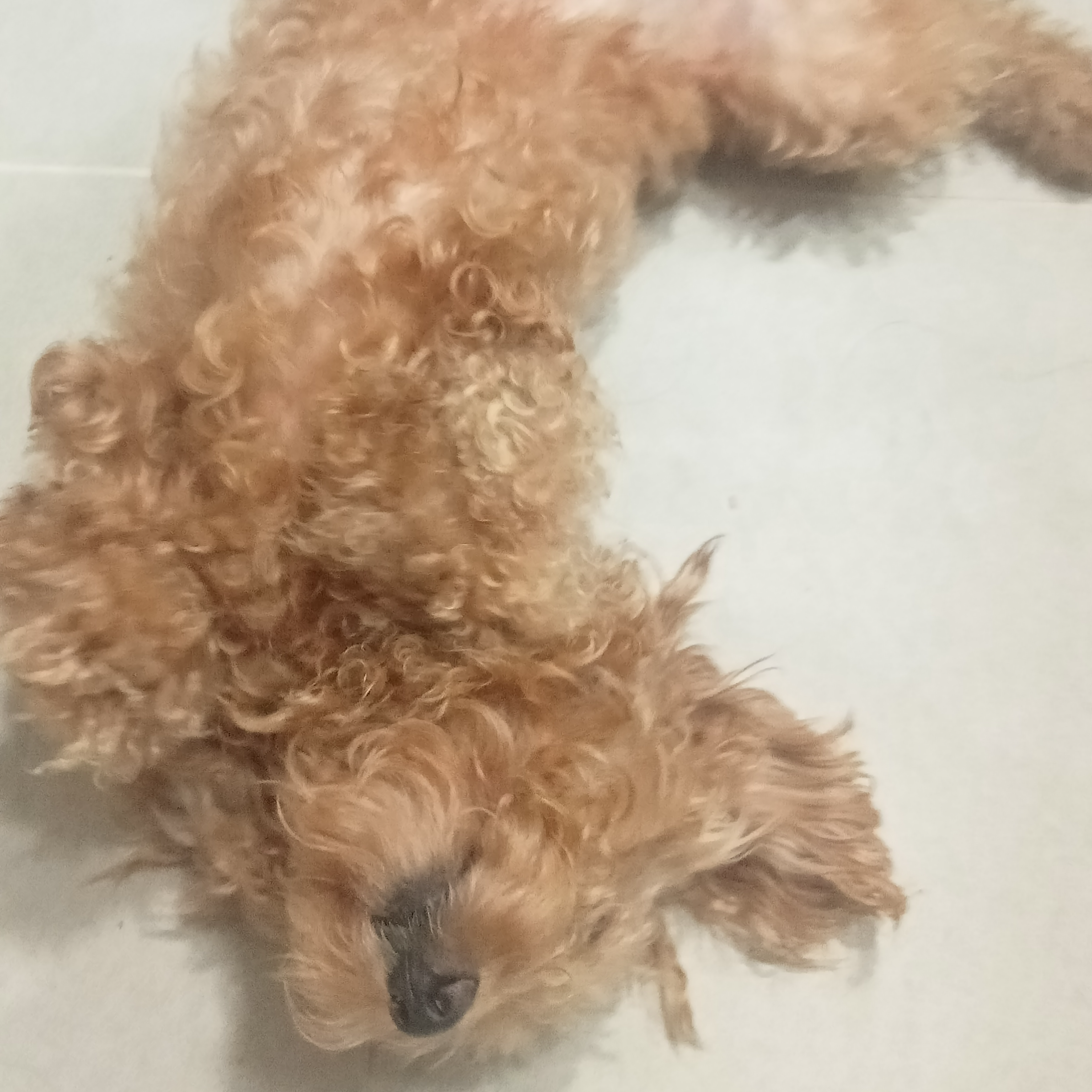 My dog