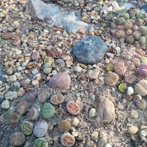 Keep Chill and Carry On