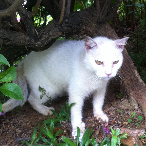 More than a Pet, She is a Friend