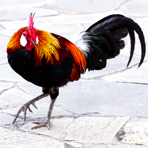 chicken time chickenn timee