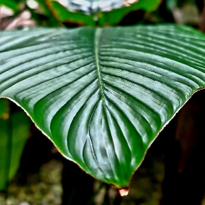 Reflect and Pause