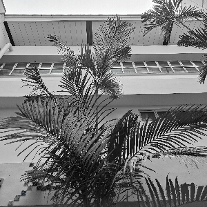 Plant and light