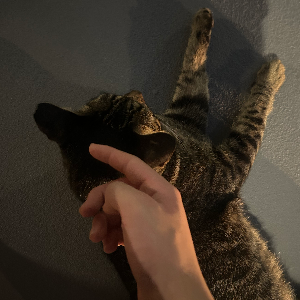 I like cat
