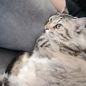 paws and peace