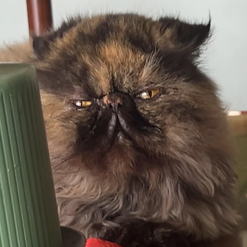 🐈‍⬛
